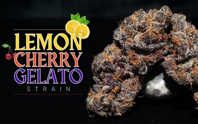 Black Cherry Gelato Strain Information and Review