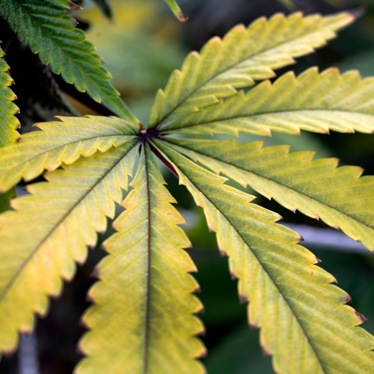 Congressional Memo Praises Cannabis Momentum, Stresses Reform Priorities In 2022