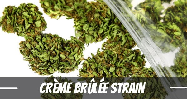 Crème Brûlée Strain Information and Review