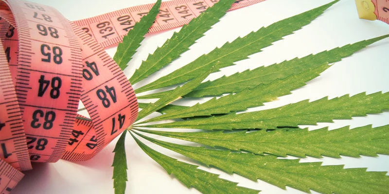Forget Holiday Diets, Cannabis Can Help You Shed Weight