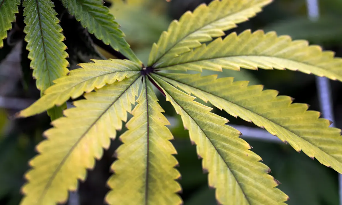 Malta and Thailand legalize recreational cannabis – Latest Cannabis News Today