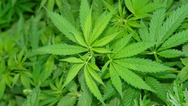 Ohio Bill Moves Forward to Expand Medical Cannabis Program