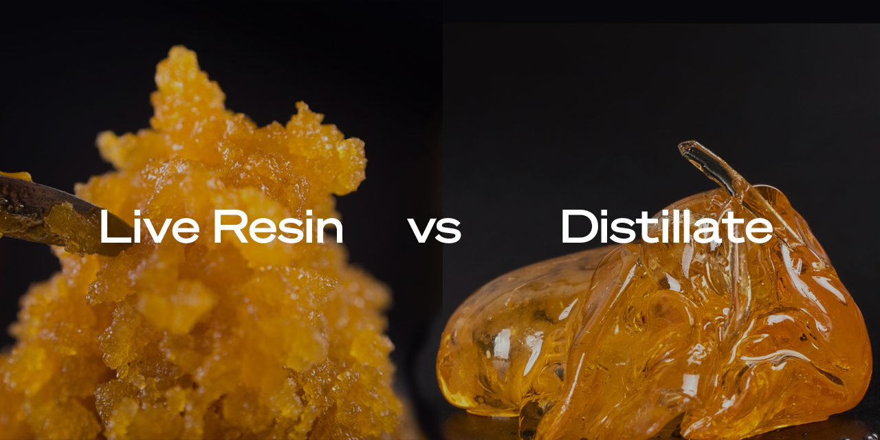 Reside Resin vs Distillate – Similarities and Dissimilarities Explained