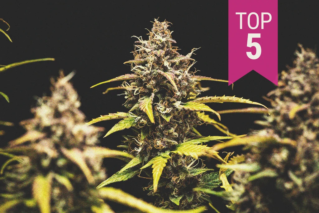 The Most effective Indicas Strains Online Of 2018 And Exactly where To Come across Them