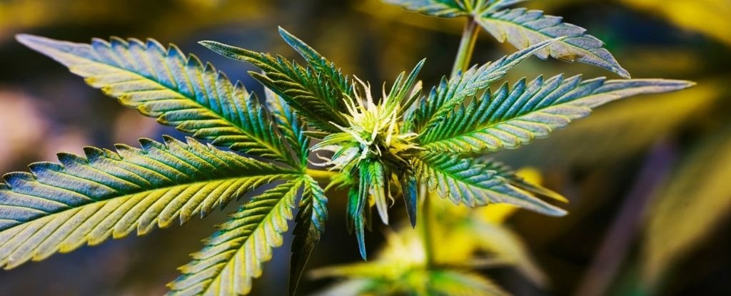 Epileptic Seizures Drop by 86% with Whole-Plant Cannabis Extracts in New Medical Study