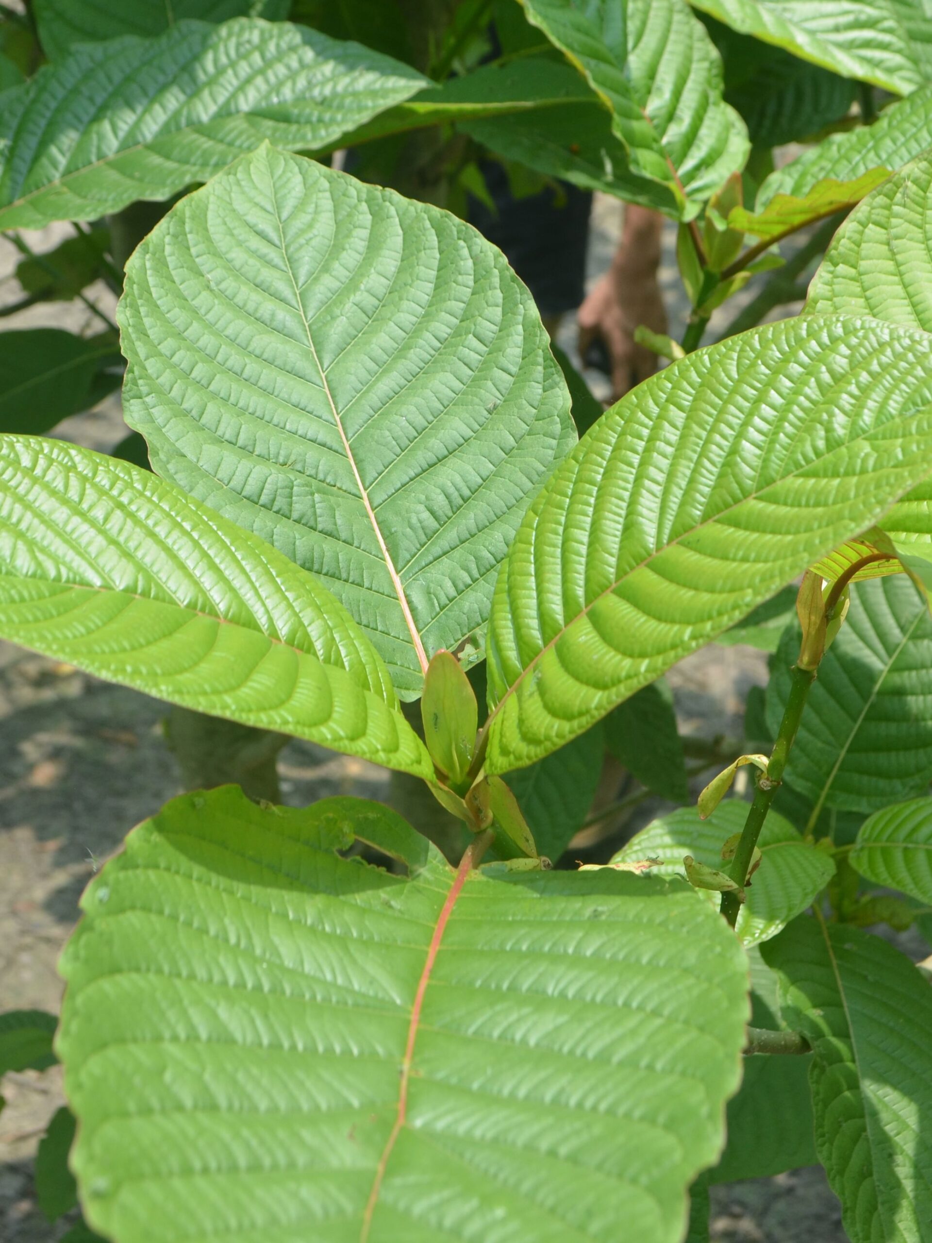 How Can Kratom Green Malay Become The Secret Of Your High-Energy