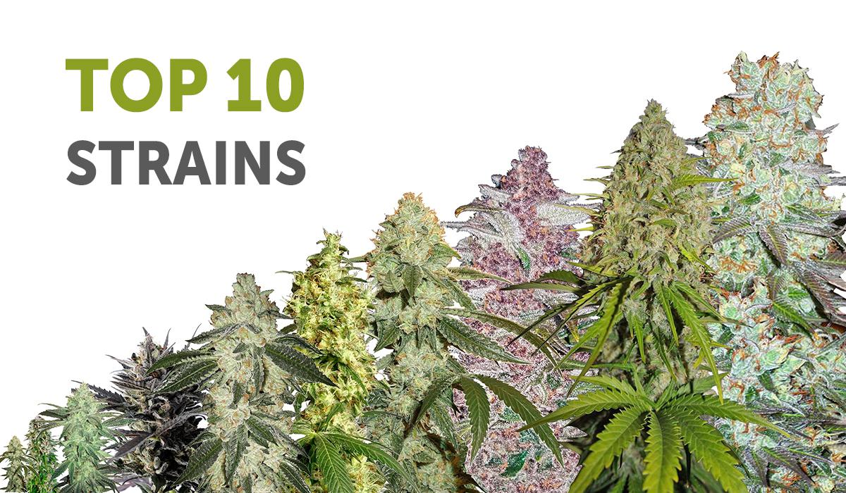 The 5 highest THC strains