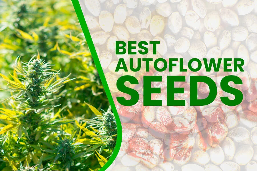 Autoflower Seeds (for Outdoors) – 2022 UPDATE