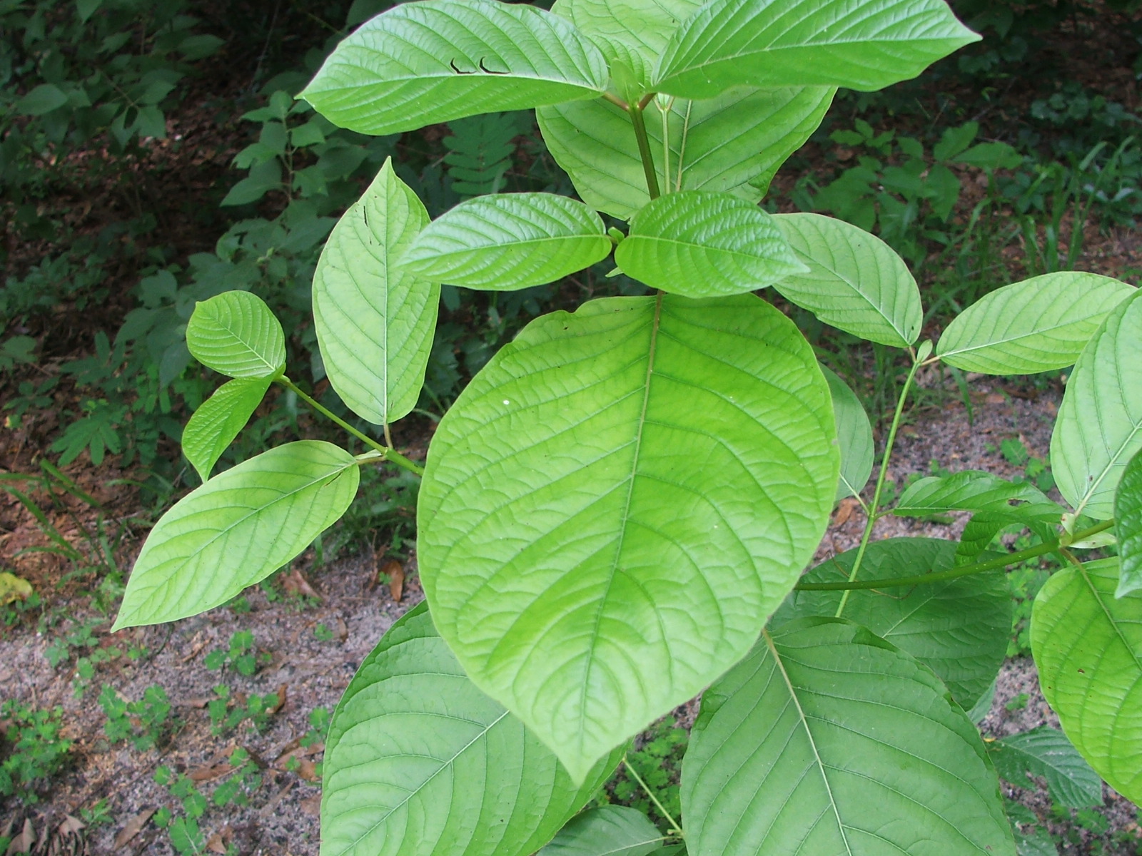 Kratom Advocacy and Legality in 2022
