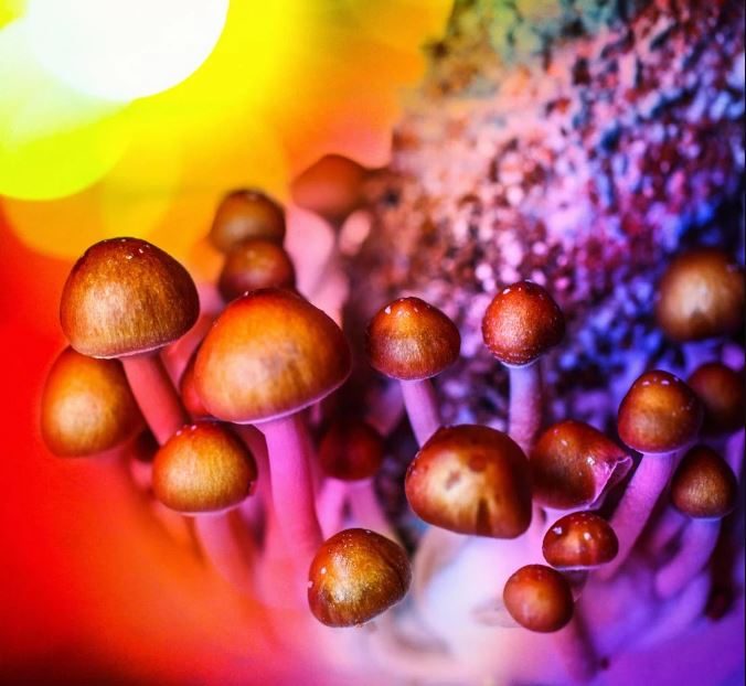 How Do the Different Stages of a Shroom Trip Affect You?