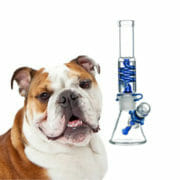 Cannabis Coupon For UP TO 35% OFF STAFF PICKS