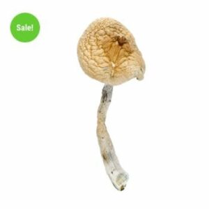 MMJ DIRECT COUPON for 10% OFF GOLDEN TEACHERS