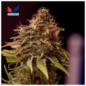 AMSTERDAM SEED CENTER COUPON for 50% OFF CBD + CARAMELICE FEM