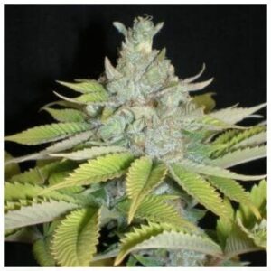 AMSTERDAM SEED CENTER COUPON for 50% OFF EXODUS FEM