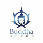 Cannabis Coupon For 15% OFF BUDDHA SEEDS