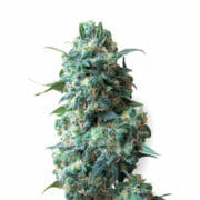 Cannabis Coupon For 37% OFF AFGHAN FEM
