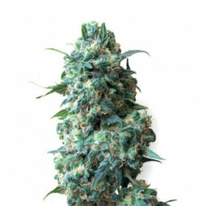 HIGH SUPPLIES COUPON for 38% OFF AFGHAN FEM