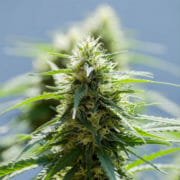 Cannabis Coupon For 28% OFF AFGHAN OUTDOOR FEM