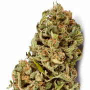 Cannabis Coupon For 44% OFF AMNESIA FEM