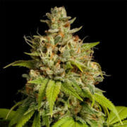 Cannabis Coupon For 14% OFF DURBAN POISON FEM