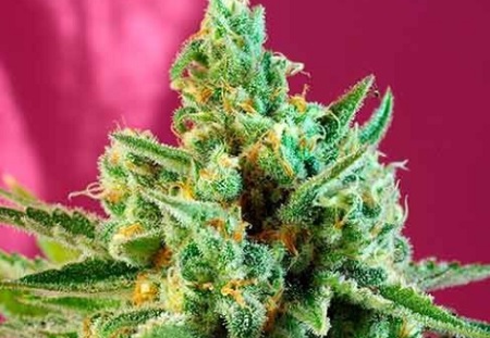 Cannabis Coupon For 38% OFF S.A.D. SWEET AFGANI DELICIOUS CBD