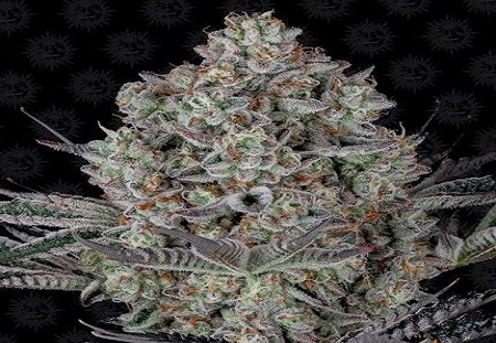 Cannabis Coupon For 21% OFF DOS-SI-DOS 33 FEM