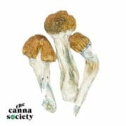 Cannabis Coupon For 20% OFF PSILOCYBE CUBENSIS B+