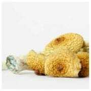 Cannabis Coupon For 8 BLUE MEANIES MAGIC MUSHROOMS