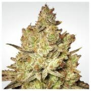 Cannabis Coupon For BOGO JACKY WHITE FEM