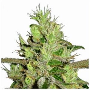 MSNL COUPON for SAVE 25% OFF