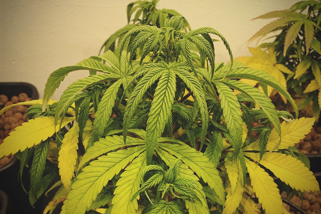 Cannabis growing mistakes